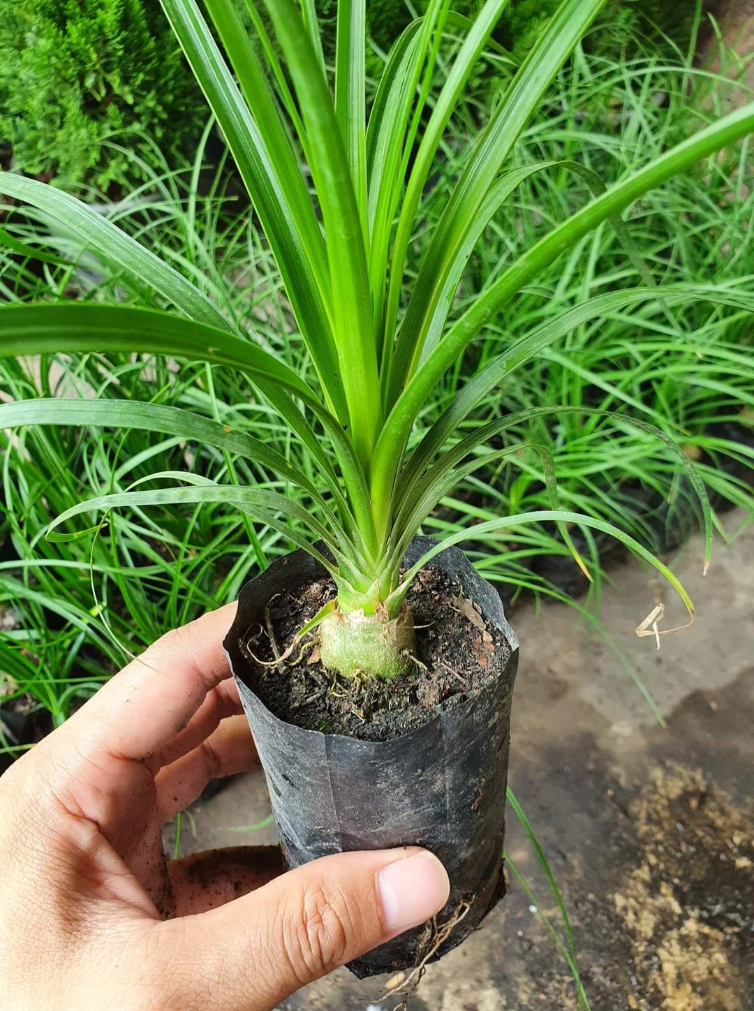 (2ต้น) ต้น แส้ม้า ต้นแส้ม้า Nolina recurvata พิชิต