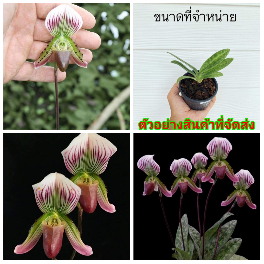 (ขาย ต้นพันธุ์) ดอก ต้น รองเท้านารีคางกบ รองเท้านารี คางกบ รองเท้า นารี คางกบ orchidery