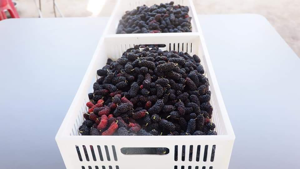 (9ขวด) น้ำลูกหม่อน สกัด 100% มัลเบอรี่ mulberry ตรา ลุงโจ บำรุงสุขภาพ