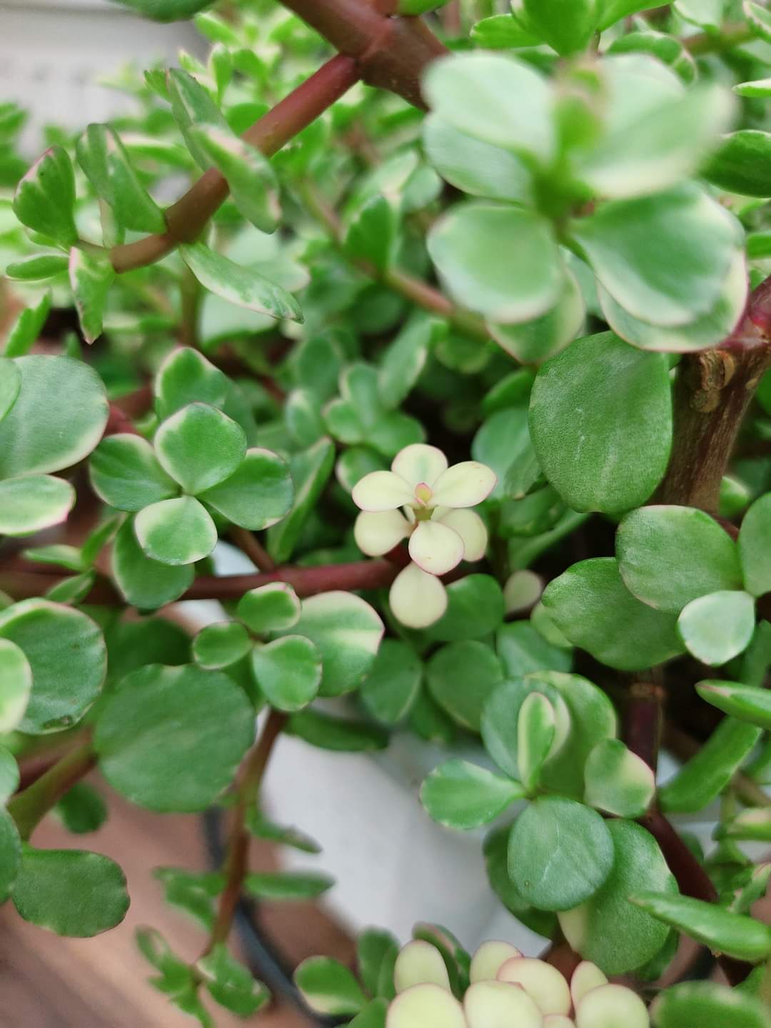(1กระถาง) ต้น ปะการังสายรุ้ง ด่าง Portulacaria afra ต้นปะการังสายรุ้ง ปะการัง สายรุ้ง ด่าง ต้นปะการัง ทษณน