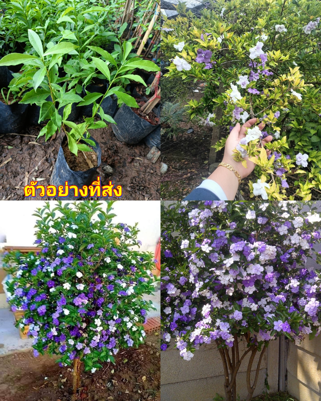 (2ต้น) ต้น พุดสามสี พุด 3 สี ต้นพุดสามสี ต้นพุด3สี happy