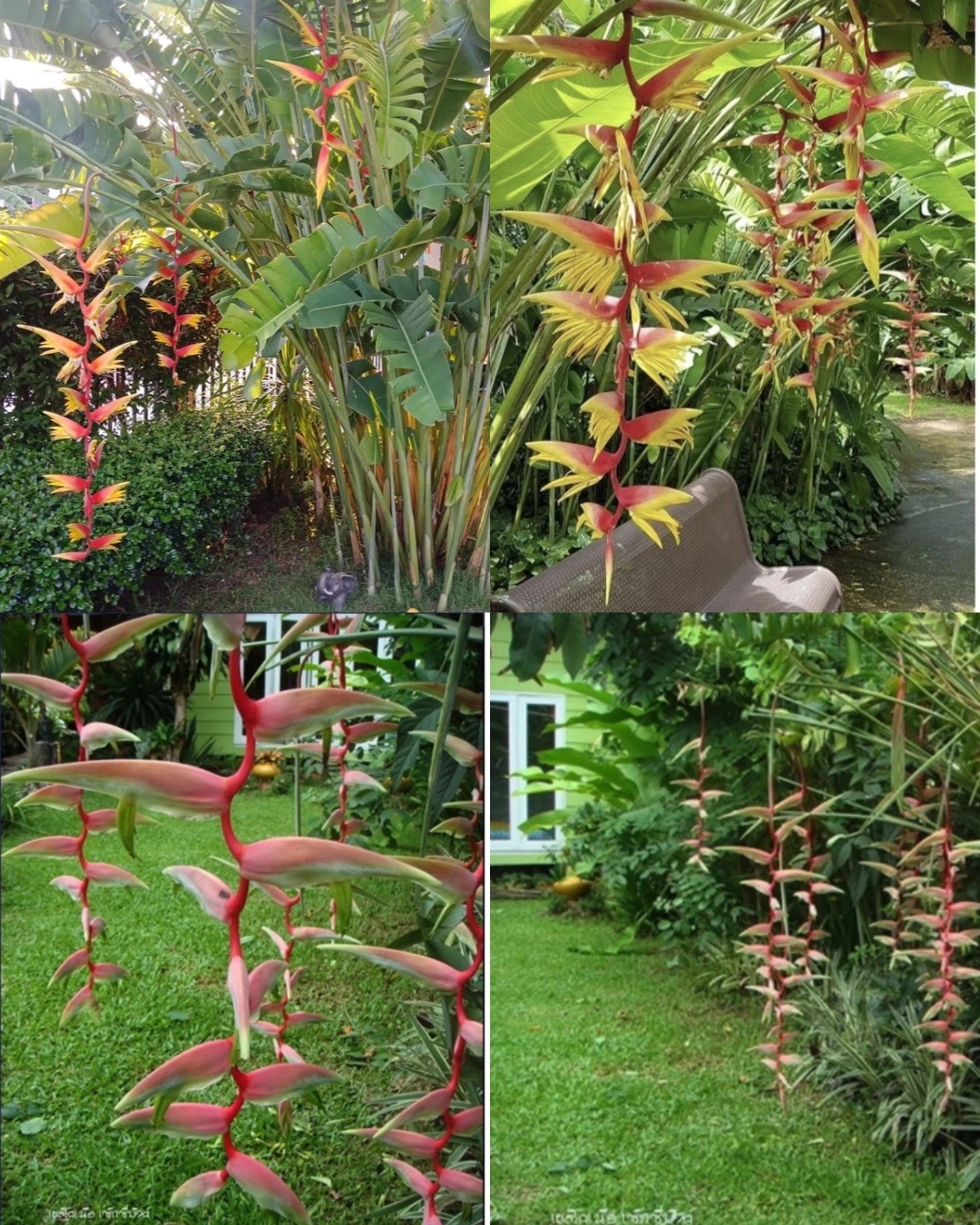มี 13 สายพันธุ์ ให้เลือก ต้น หน่อ เหง้า เฮลิโคเนีย Heliconia เอ็กเซลซ่า excelsa คานารี่ สีเหลือง canari yellow คาลิเบียน Caribea โมเกน่า โปเกน่า bourgeana แอนโดรมีดา Andromeda ธรรมรักษา ก้ามกุ้ง เทมเพลส temptress เปโดร ออทิซ Pedro Ortiz คอลลินเซียน่า coll