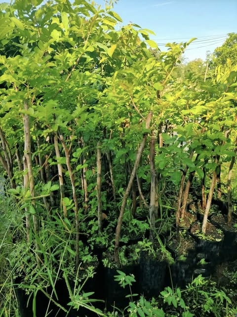 ต้น กิ่งตอน มะตูมซาอุ ต้นมะตูมซาอุ Brazilian Schinus terebinthifolia มะตูมแขก สะเดาบาห์เรน / tirawgnohp
