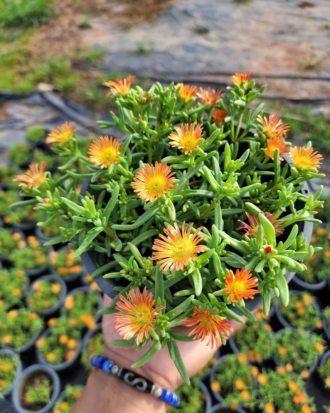 (1กระถาง) ต้น ดอก อัญมณีแห่งทะเลทราย delosperma อัญมณี แห่งทะเลทราย อัญมณี แห่ง ทะเลทราย ทับทิมทะเลทราย ทษณน