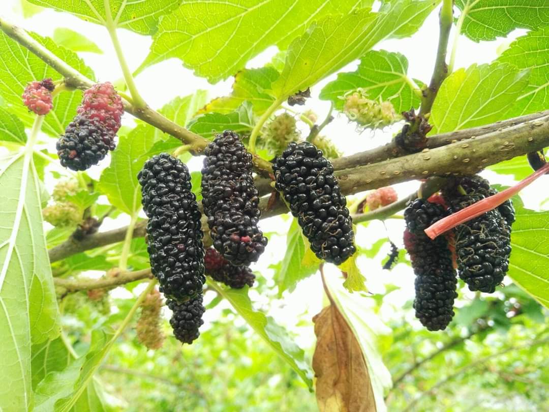 (9ขวด) น้ำลูกหม่อน สกัด 100% มัลเบอรี่ mulberry ตรา ลุงโจ บำรุงสุขภาพ