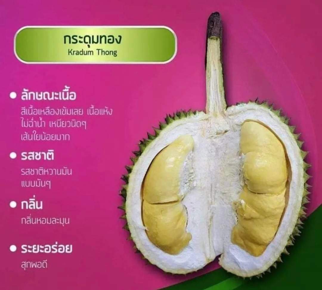 (2ต้น) ต้น ทุเรียน พันธุ์ กระดุมทอง ทุเรียนกระดุมทอง ทุเรียนกระดุม กระดุม ทอง happy