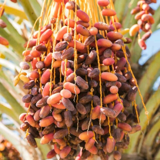 (2กระปุก) vายเป็น เซต อินทผลัม พันธุ์ เดทเลทนัวร์ + อินทผาลัม คาลาส organicwa degletnour khalas date palm
