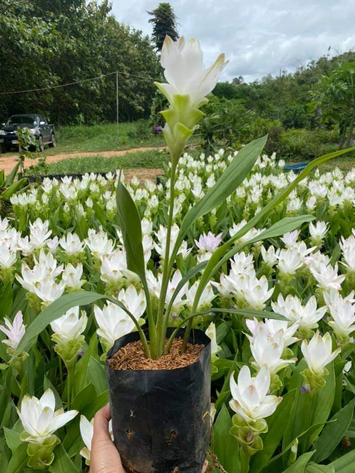(4ต้น)(ขาย ต้นพันธุ์) ดอก ต้น กระเจียวบัวสวรรค์ ขาวสโนวไวฟ์ กระเจียว ต้นกระเจียว สี ขาว กระเจียวประดับ