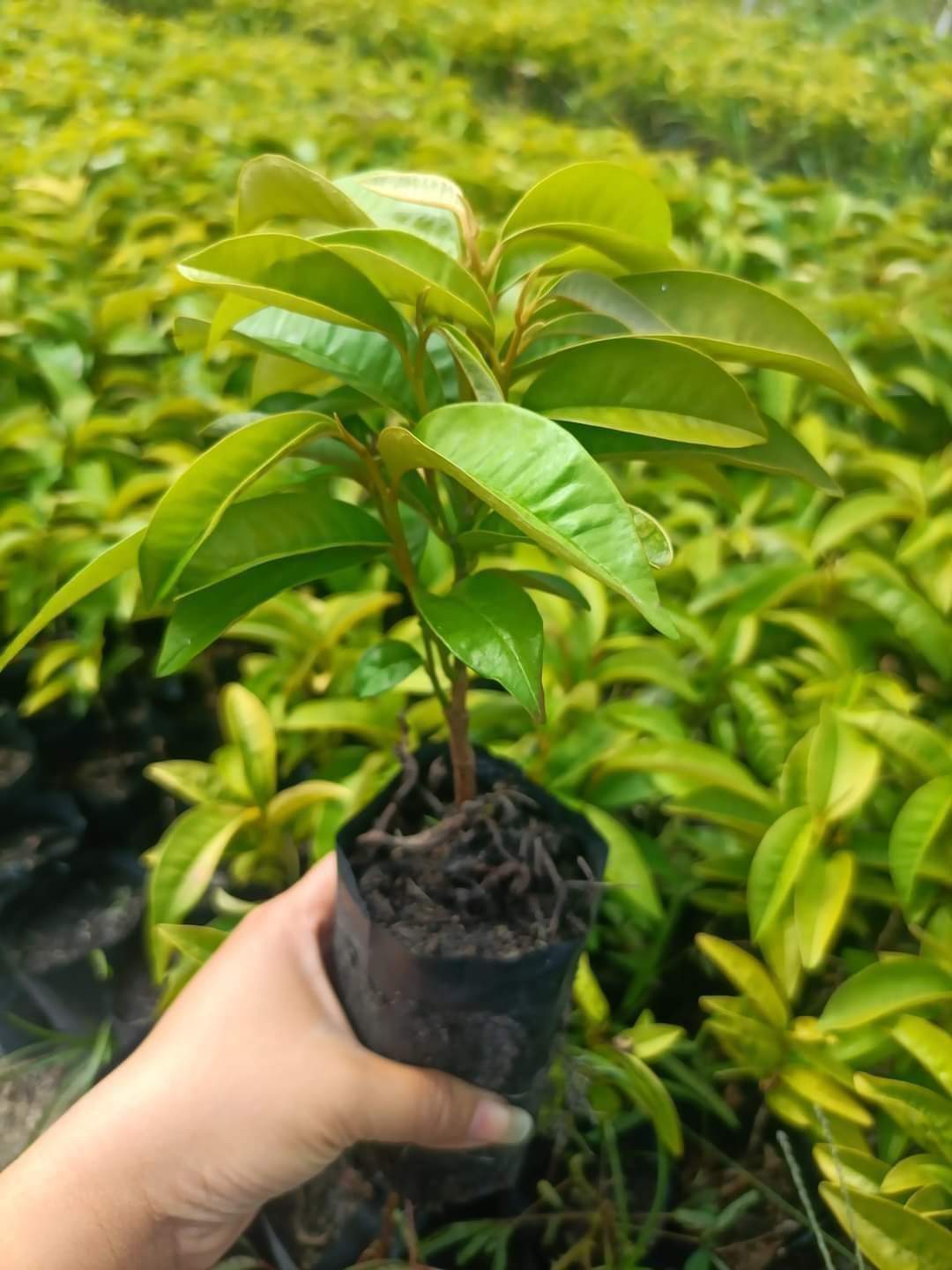 (4ต้น) ต้นแอปเปิ้ลสตาร์สีม่วง แอปเปิ้ลสตาร์ สตาร์แอปเปิ้ล / เยาวลักษณ์
