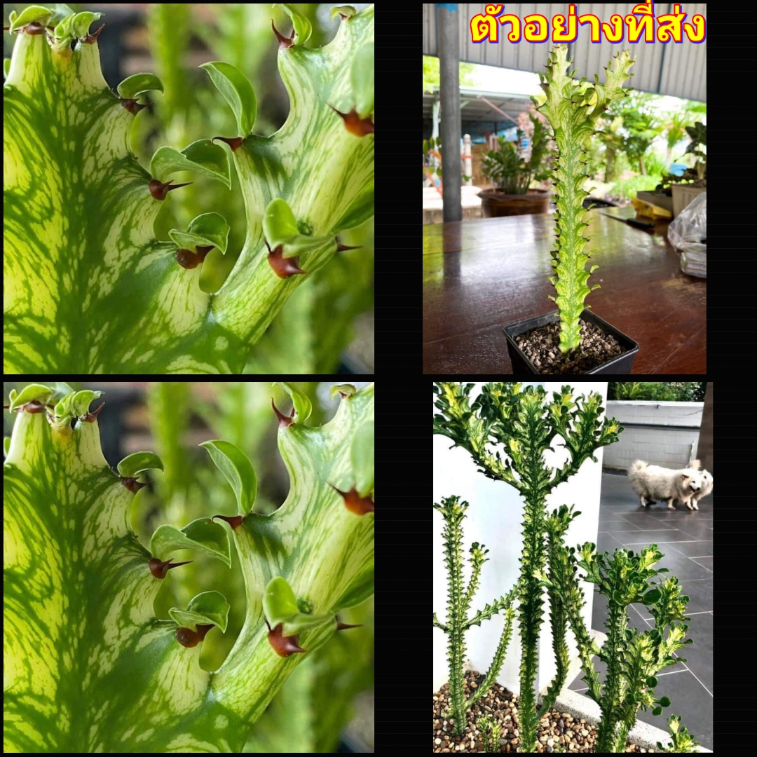 (1ต้น) ต้น ยูโฟเบีย สลัดไดด่าง Euphorbia trigona variegated ต้นสลัดไดด่าง / สวนต้นไม้ตายาย สำเนา