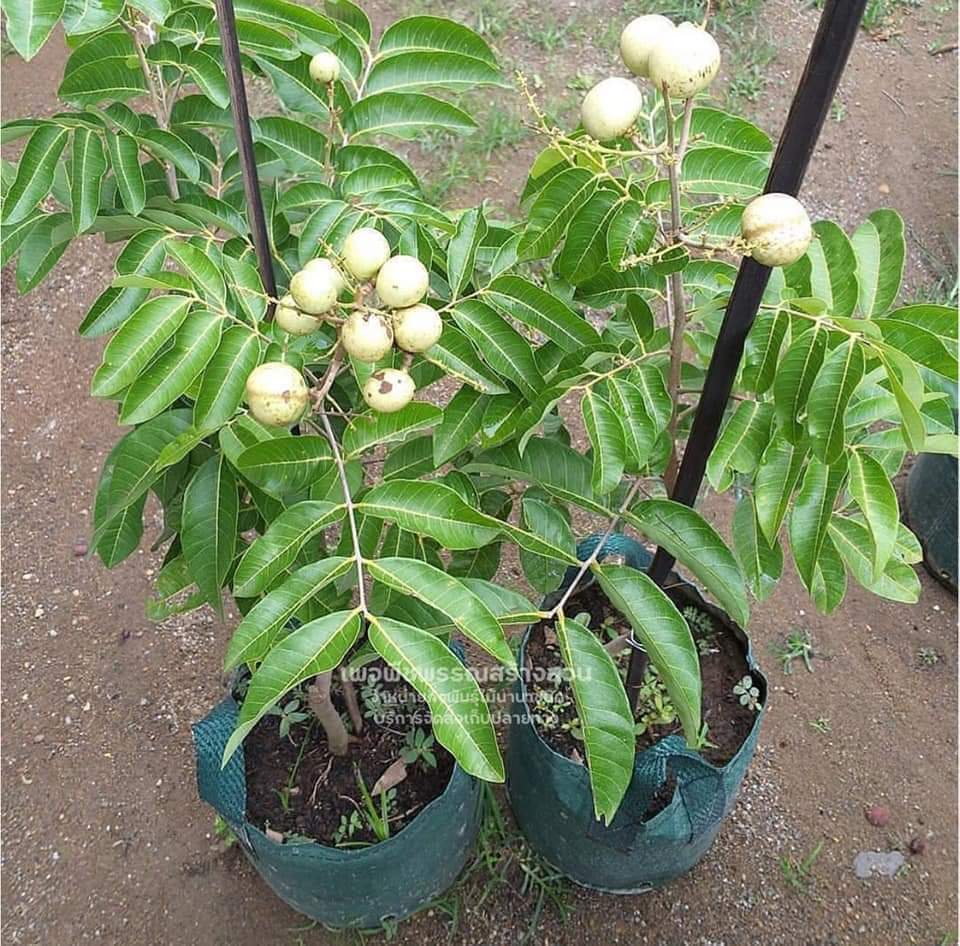 (1ต้น)(ขาย ต้นพันธุ์) ต้น ลำไยขาว ต้นลำไยขาว ต้นลำไย สี ขาว พืชพรรณสร้างสวน