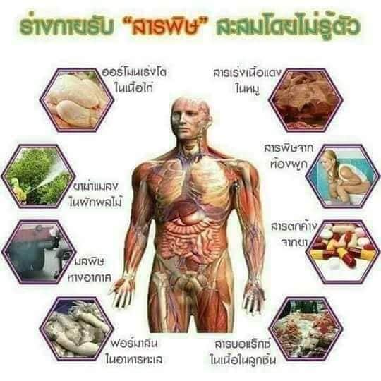 คลอโรฟิลล์ พลัส เข้มข้นได้รับรางวัลโนเบล chlorophyll plus syn - rgy