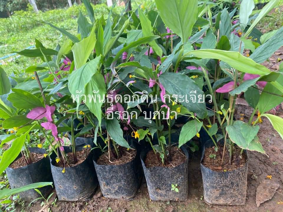 (3ถุงดำ)(ขาย ต้นพันธุ์) ดอก ต้น นาง พญา หงส์เหิน ดอกเข้าพรรษา เข้าพรรษา นางพญาหงส์เหิน พญาหงส์เหิน ต้นเข้าพรรษา สี ม่วง อม ชมพู
