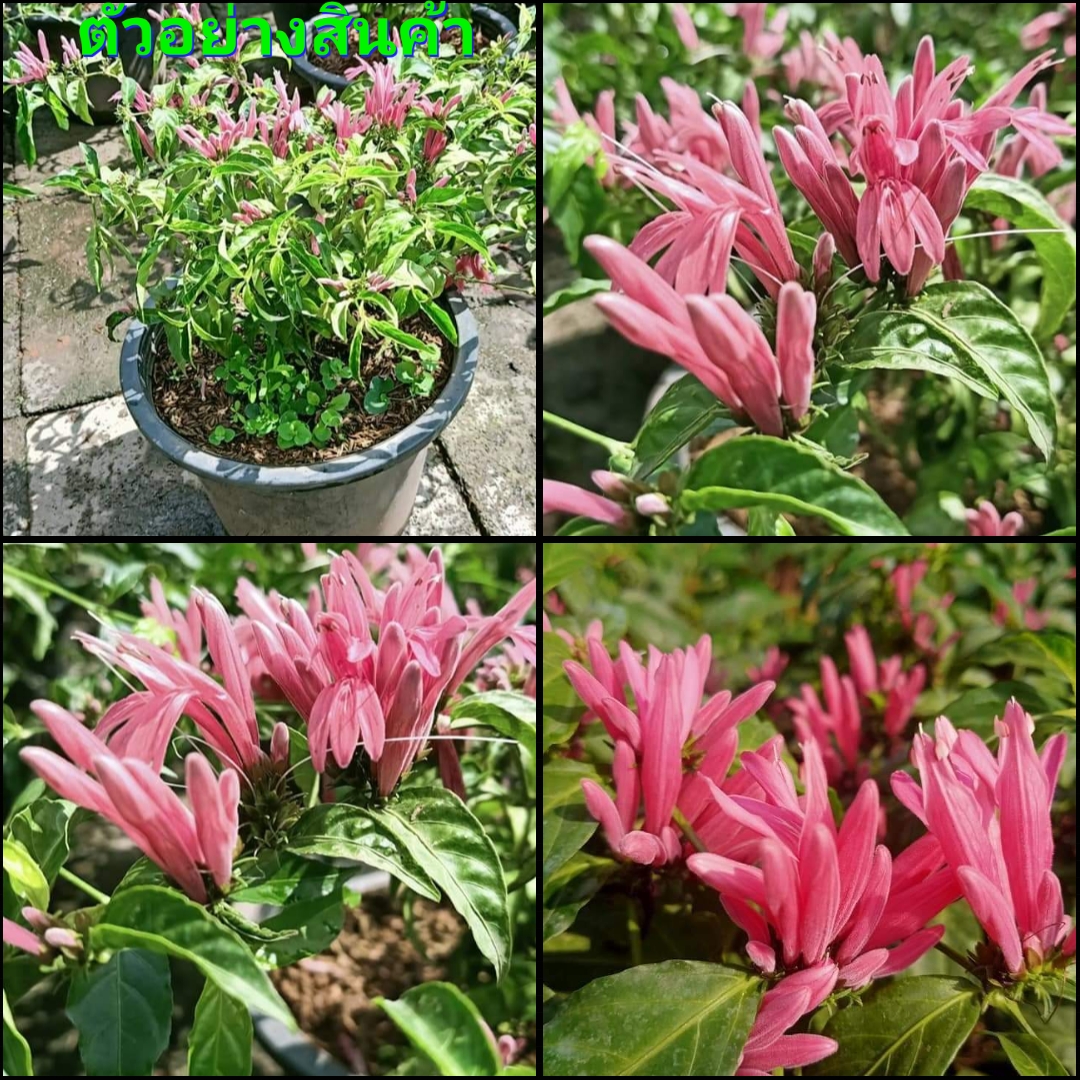 (ขาย ต้นพันธุ์) ดอก ต้น ต้นราตรีสีชมพู ต้นราตรี สีชมพู ราตรี fadel