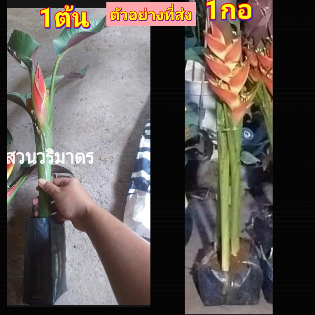 (1ต้น) ต้นทาโร่ Heliconia stricta cv Sharonii เฮลิโคเนีย heliconia / Tinutda