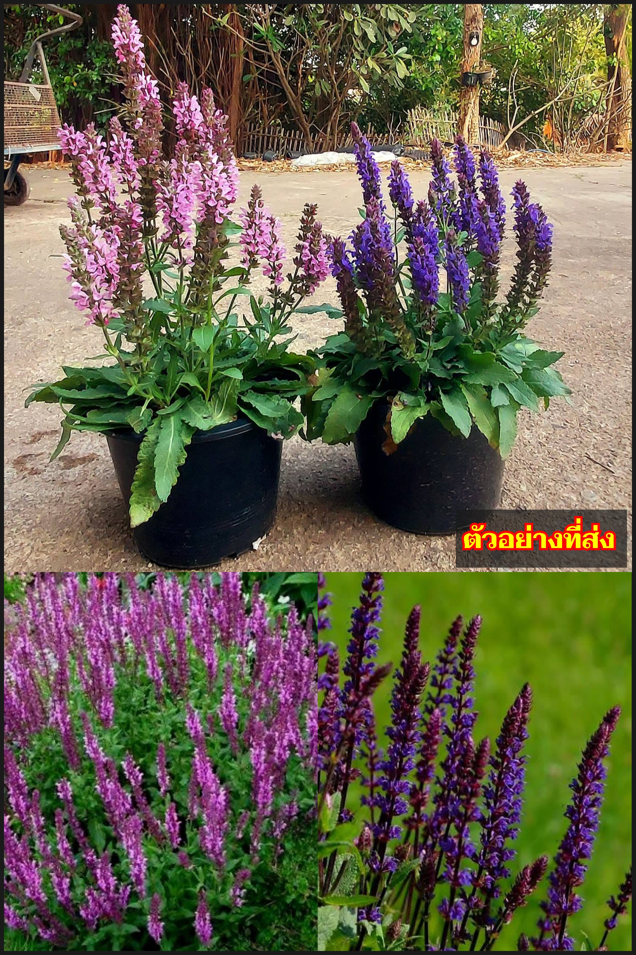 ซัลเวีย เนโมโรซา Woodland sage Salvia Nemorosa new dimension สีม่วง สีชมพู เสจป่า คลารี่บอลข่าน เซจสีน้ำเงิน เซจป่า / esidarap