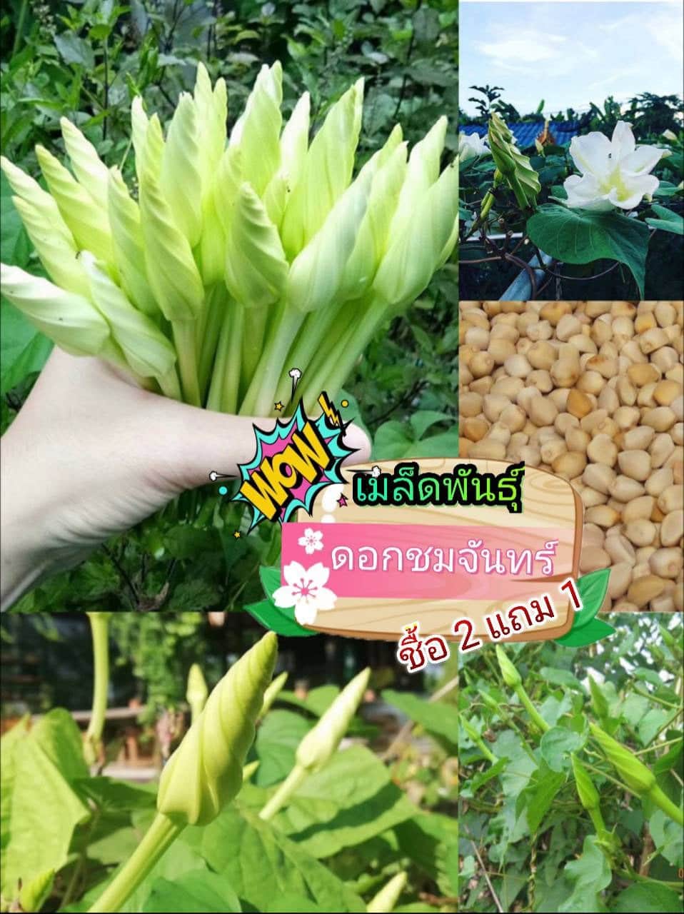 ดอกชมจันทร์ เป็นพืชเลื้อย ปลูกง่าย โตเร็ว ปลูกกินได้ ปลูกประดับได้หมด