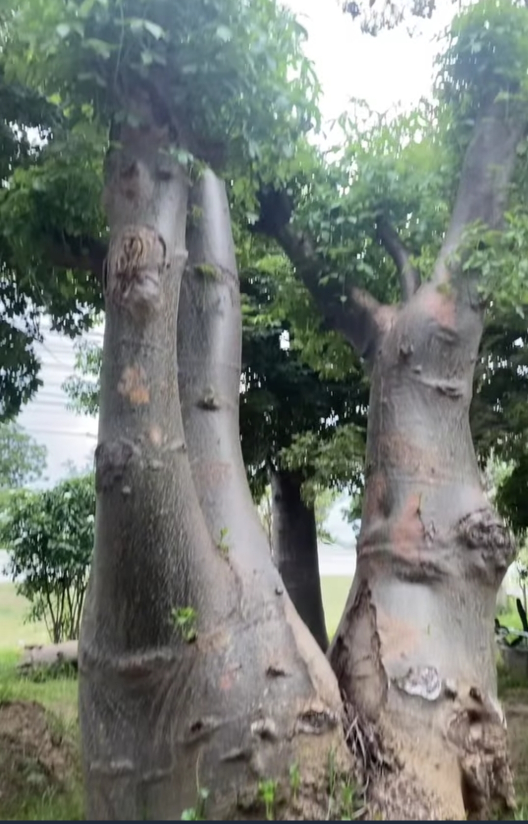 ต้นเบาบับดิจิทาทา พันธุ์ต้นอ้วน Adansonia digitata baobab / eertnom