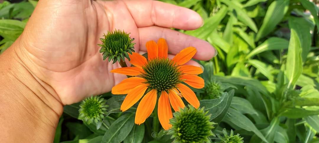(1ต้น) ต้น เอ็คไคนาเซีย Echinacea ต้นเอ็คไคนาเซีย / Paradise