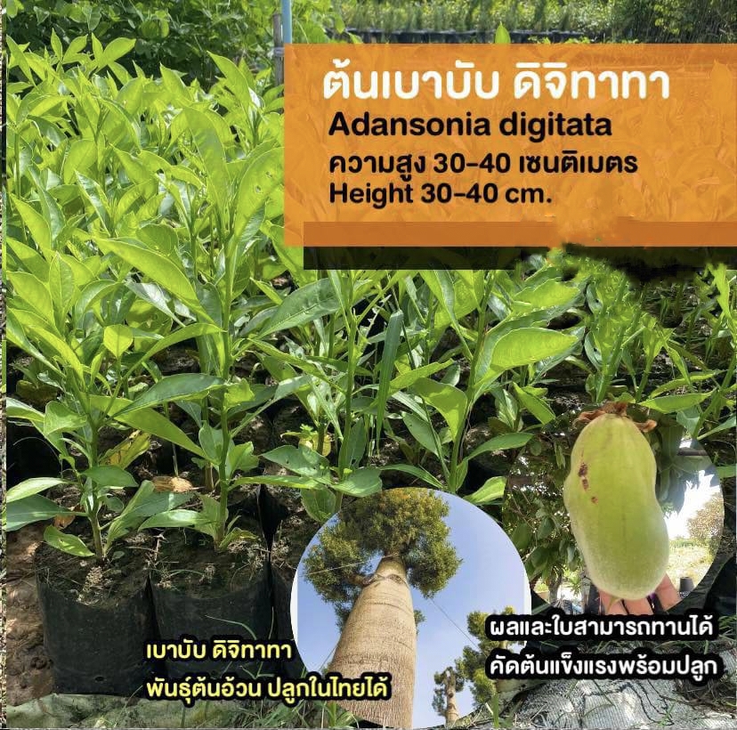 ต้นเบาบับดิจิทาทา พันธุ์ต้นอ้วน Adansonia digitata baobab / eertnom