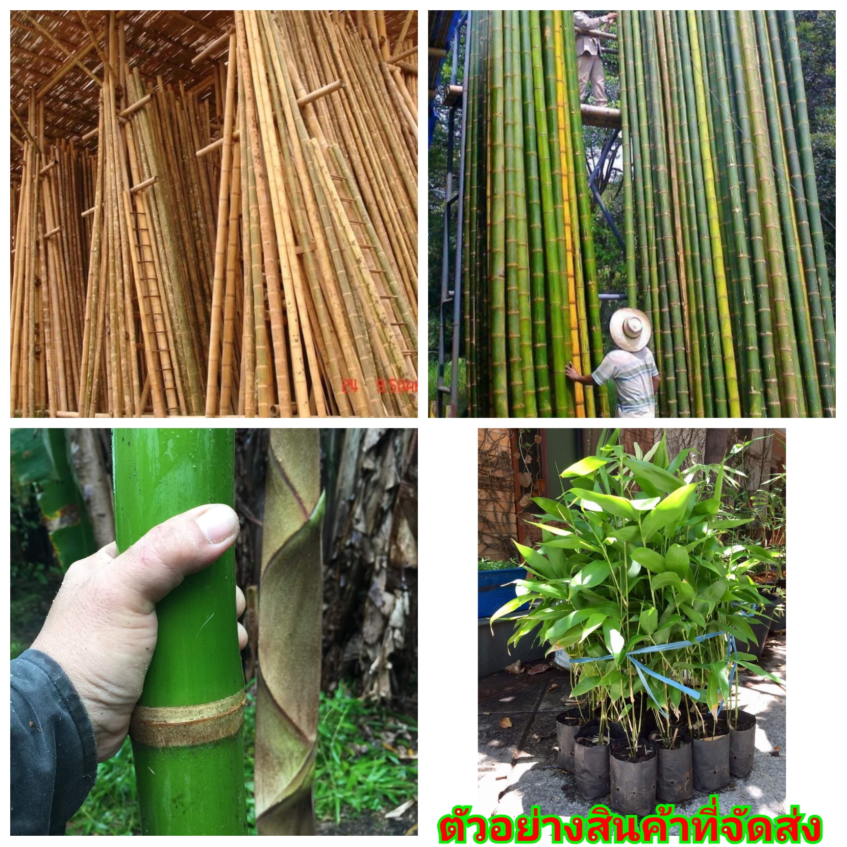 รวม (ขาย ต้นพันธุ์) ไผ่เก้าดาว ไผ่ ต้นไผ่ bamboo Guadua angustifolia Kunth หนามน้อย ( Guadua angustifolia Kunth less thorny ) ยักษ์ ( Guadua aceleata ) หลวง ( Guadua chacoensis argentina ) สองสี ( Guadua angustifolia Kunth bicolor )