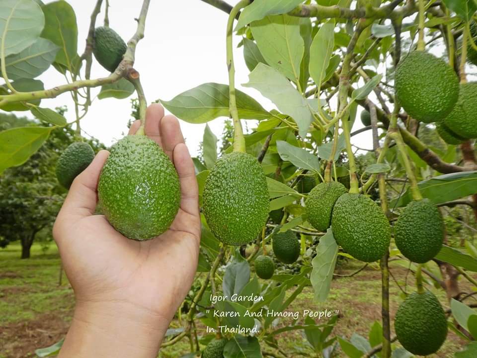 (1ต้น) ต้น อะโวกาโด้ อะโวคาโด อะโวคาโด้ พันธุ์ แฮส Hass Avocado ต้นอะโวคาโด / พิสุทธิ์