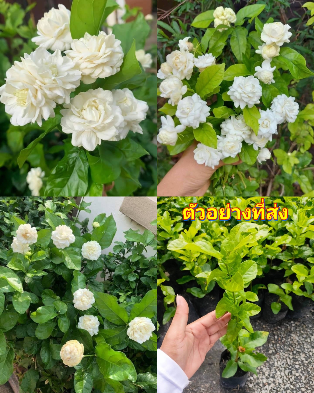 (2ต้น) ต้น มะลิซ้อนดอกใหญ่ มะลิซ้อน ต้นมะลิซ้อน มะลิ ต้นมะลิ ดอกใหญ่ jasmine tree / เบนซ์