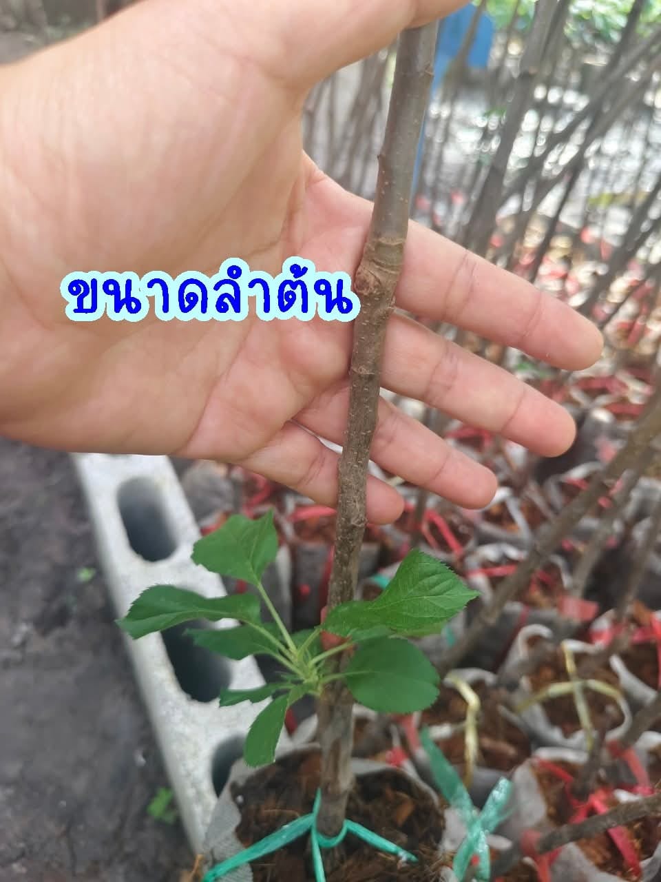 ต้น เสียบยอด สูง 50-60cm แอปเปิ้ล ต้นแอปเปิ้ล เนื้อแดง เซียงเฟย 红色香妃 Apple tree / klisnus