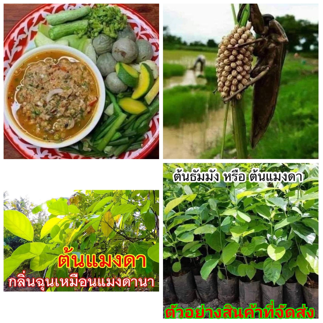 (1ต้น)(ขาย ต้นพันธุ์) ต้น ต้นแมงดา หรือ ต้นธัมมัง แมงดา ธัมมัง ไม้มงคล