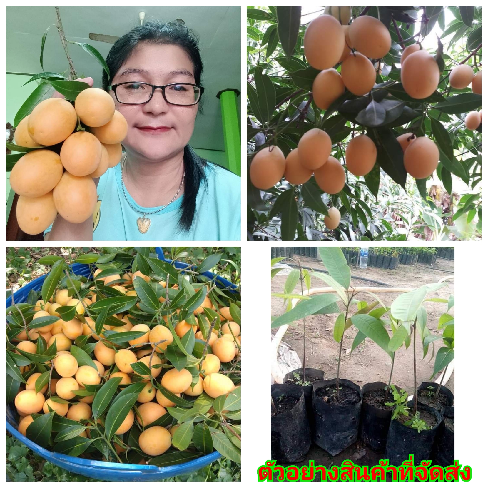 (ขายเป็นเซต2ต้น) (ขาย ต้นพันธุ์) ต้น มะปรางไข่ไก่ ต้นมะปราง ไข่ไก่กัน นภัสสร