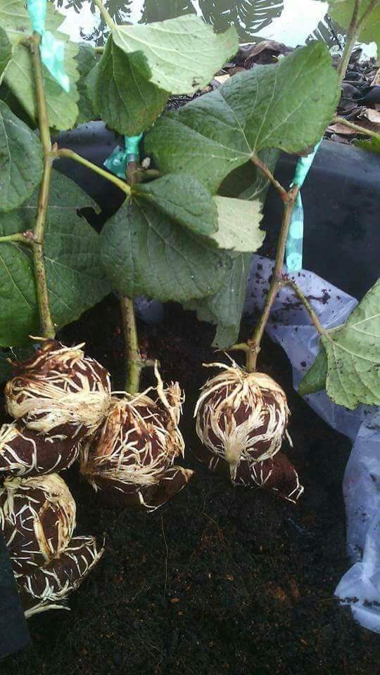 (1ต้น) ต้น องุ่น ต้นองุ่น แบบ กิ่งตอน และ แบบตอ Grapevine grape ไวท์มะละกา แบล็คโอปอร์ ไซมัสคัส ไวท์เฟรมซีดเรท รูดพอเรด บิวตี้ เฟลม คามีนัล คริมสัน ซีดเรท แรมโป้ rembo นิ้วแม่มด สการ์ล๊อตตาร์ ไวกิ้ง / Bunnapawong