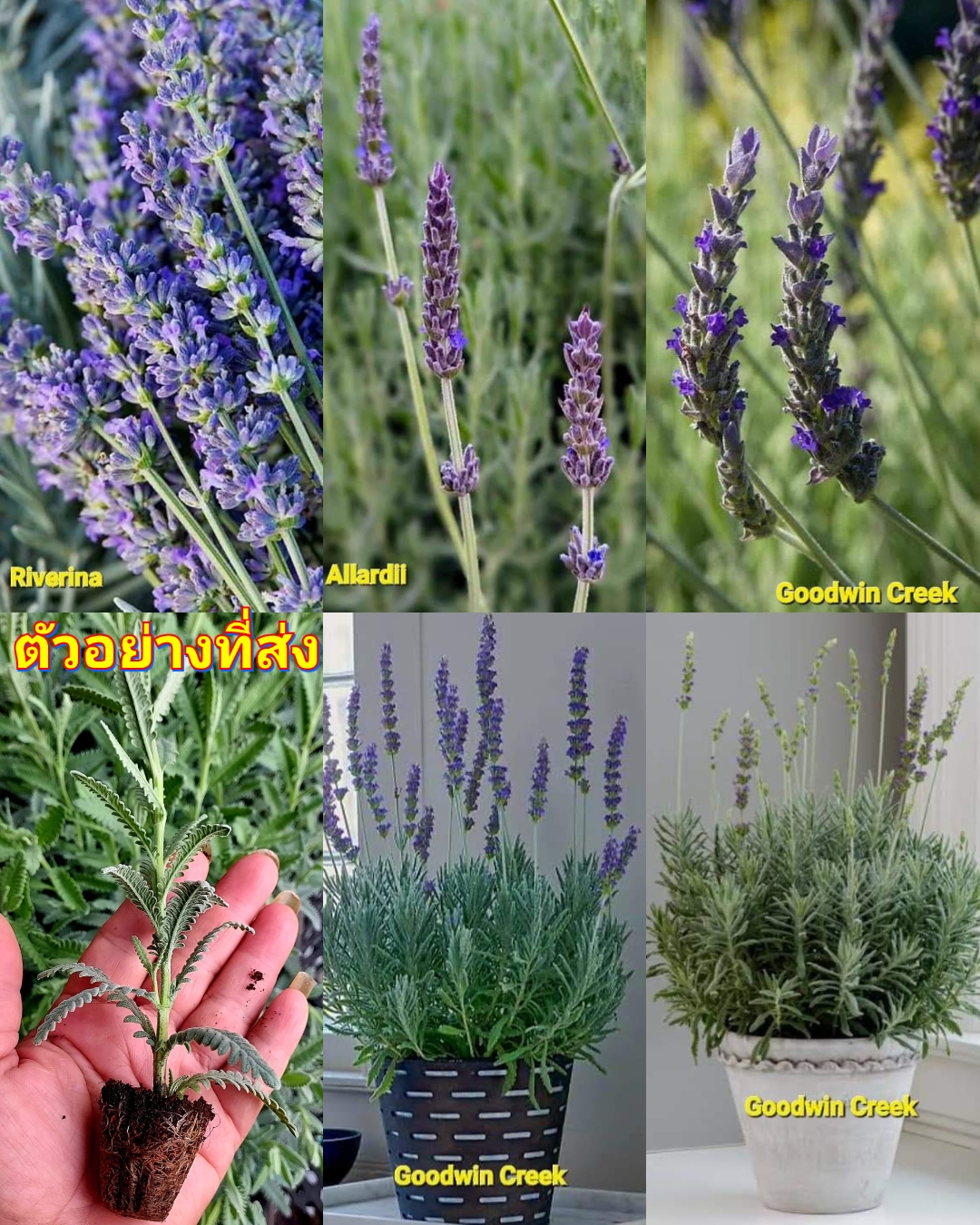 ต้น กู้ดวิน ลาเวนเดอร์ Goodwin creek Lavender ริเวอร์ริน่า เจมส์ Riverina James อัลลาดี Allardii Lavender Richard gray ต้นลาเวนเดอร์