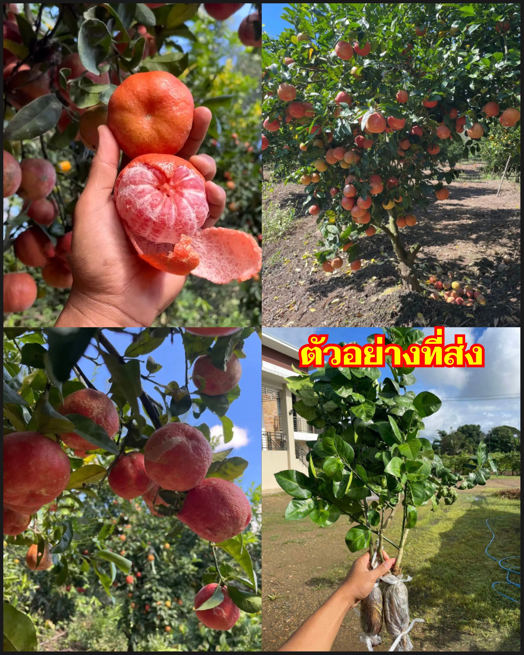 กิ่งตอน ส้มแดง ต้นส้มแดง Red sweet orange tree / tusip