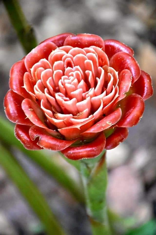 ดอก ต้น หน่อ เหง้า ดาหลา ดาหลากุหลาบ สยาม ต้นดาหลา ดอกดาหลา กาหลากุหลาบ สีแดง Siam rose Rose of Siam torch ginger / Sao 2