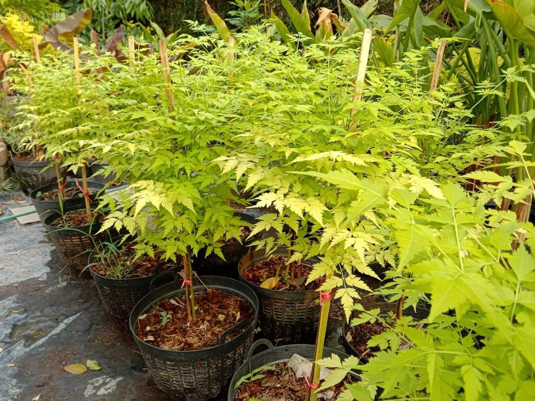 (1ต้น) ต้น เกษมณีสีทอง เมเปิ้ลเขียว เมเปิ้ลไทย Melia azedarach เลี่ยนทอง นารี เกรียน เฮี่ยน เลี่ยนดอกม่วง ลำเลี่ยน ลั้วะ โขวหนาย ขู่เลี่ยน ขู่เลี่ยนซู่ Bastard cedar, Bead tree Chaina tree Chinaball tree Persian lilac White cedar Melia azedarach L / Pongk