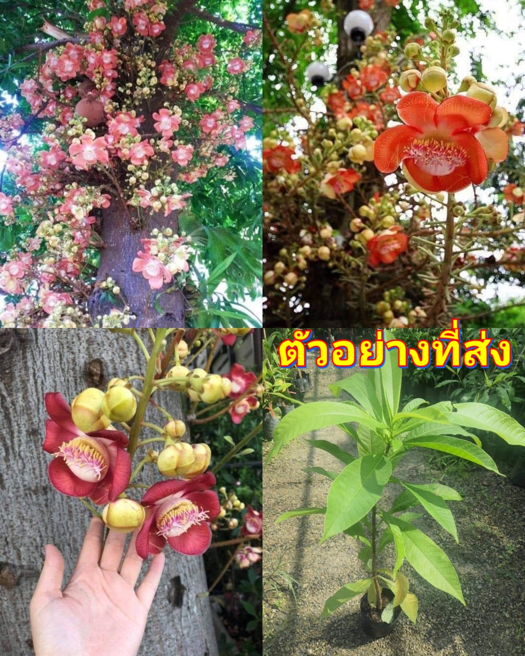 (1ต้น) ต้น ต้นสาละลังกา ต้นสาละ สาละลังกา สาละ ลังกา ลูกปืนใหญ่ ต้นลูกปืนใหญ่ Couroupita guianensis / นาวิน