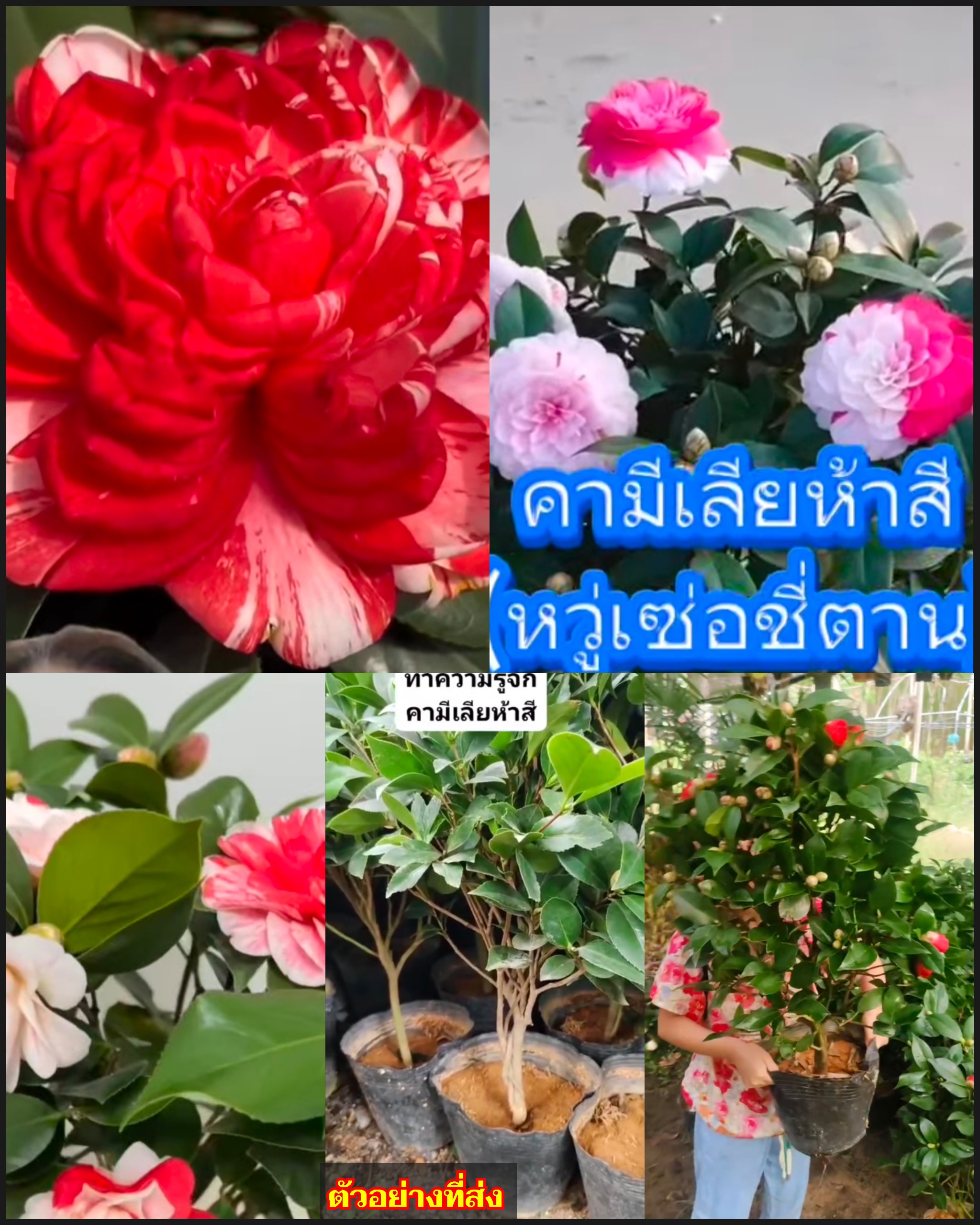 ต้นคาเมเลีย ต้นคามีเลีย ต้นคามิเลีย Camellia plant คาเมเลีย คามีเลีย คามิเลีย คามิเลียห้าสี คามีเลีย5สี 5 สี ห้าสี 幻彩五色 หวู่เซ่อชีตาน / klisnus