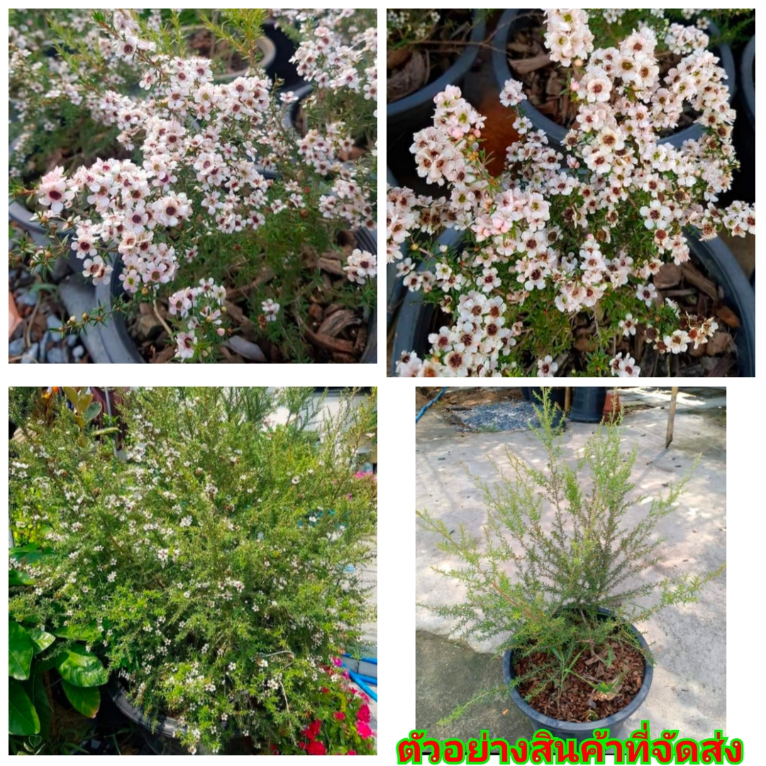 (ขาย ต้นพันธุ์) ดอก ต้น มานูก้า ( Manuka ) ทีทรี (Tea Tree) มานูกะ ชานิวซีแลนด์ New Zealand สีขาว ขาว ภูษณิศา