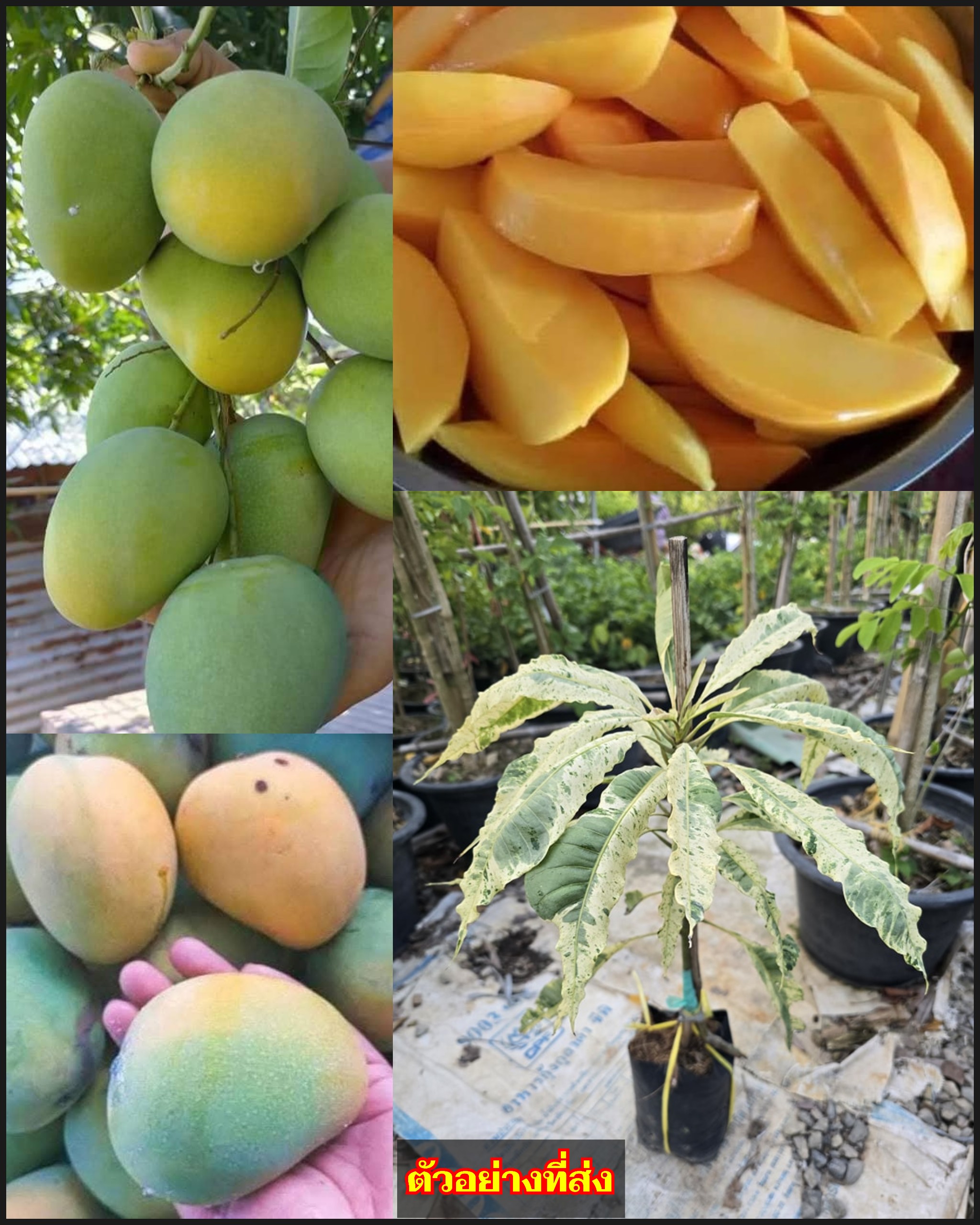 ต้นมะม่วงตลับนาคใบด่าง ต้นมะม่วงตลับนาค ต้นมะม่วง ใบด่าง ทาบกิ่ง Mango tree with variegated leaves / apahcin