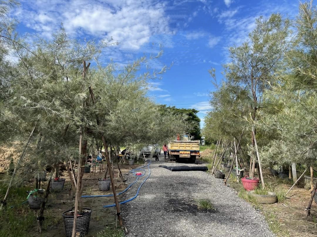 รบกวน สั่งซื้อ ผ่านไลน์ เท่านั้น (1ต้น) สูง 250cm ต้น สนเกรวิลเลีย Grevillea Bush Lemons yellow กรีวิเลีย บุช เลมอน ดอก สีเหลือง Sakphong