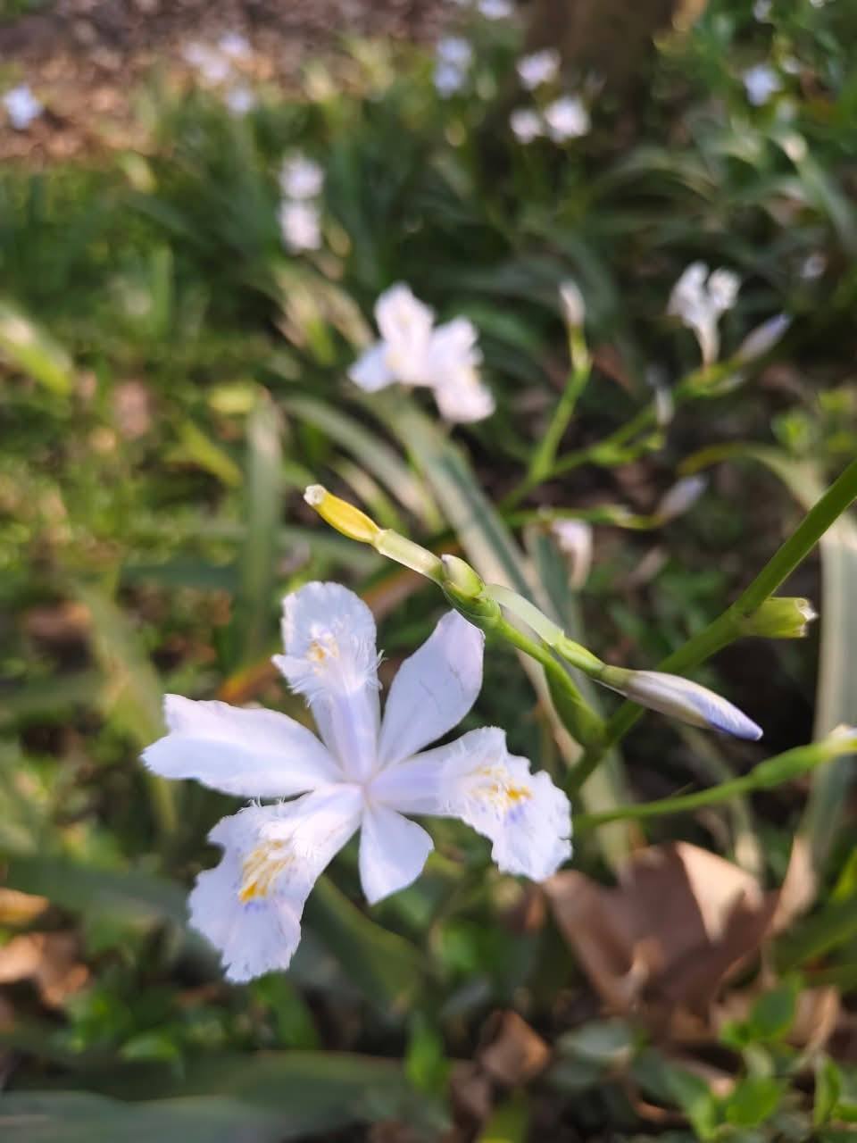 ต้นไอริสภูเขา ต้นไอริสยา ไอริสภูเขา ไอริสยา ต้นไอริส ภูเขา 扁竹兰 Iris confusa Sealy / klisnus