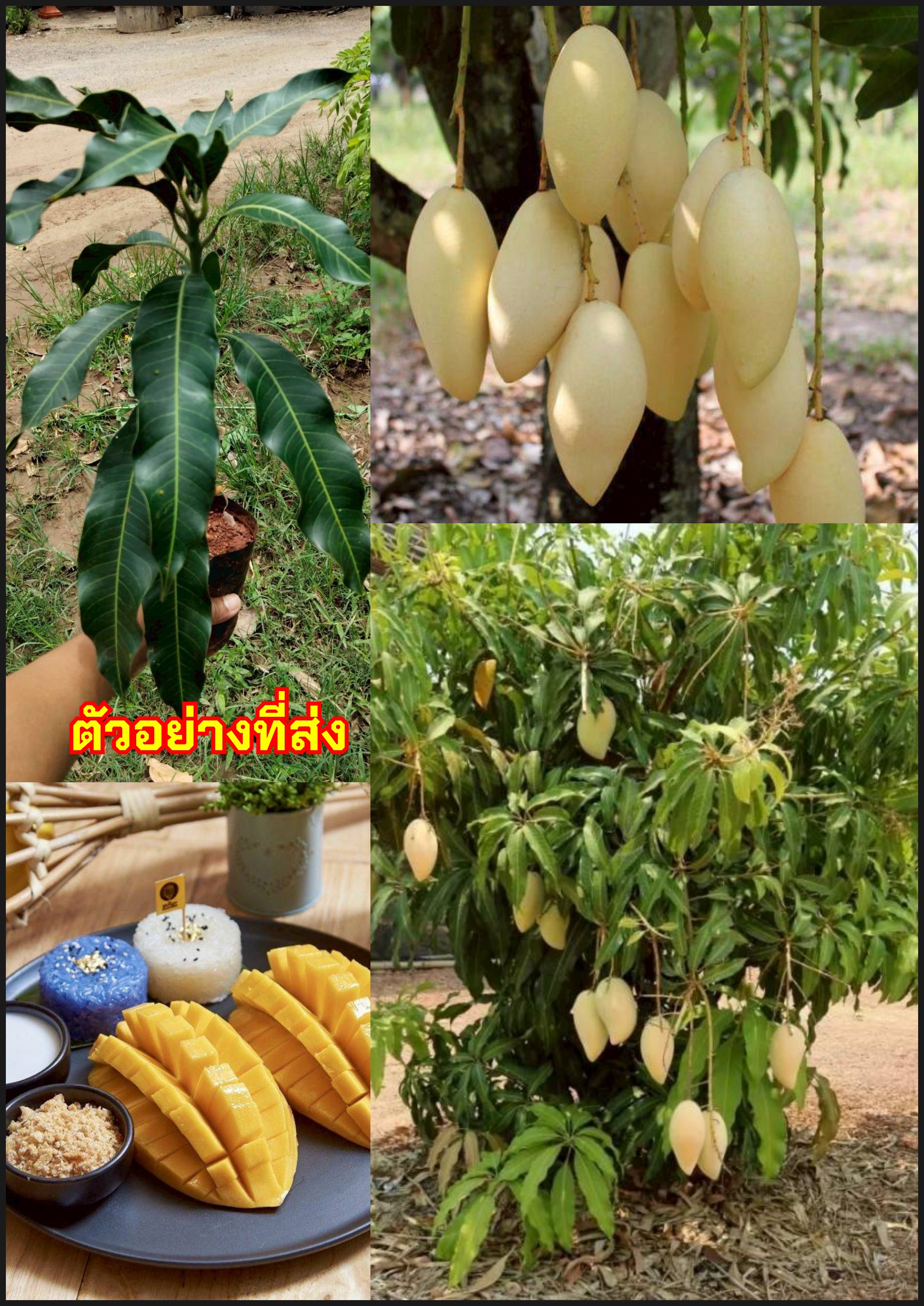 มะม่วงน้ำดอกไม้สีทอง Golden Barracuda Mango Barracuda Mango / yppah