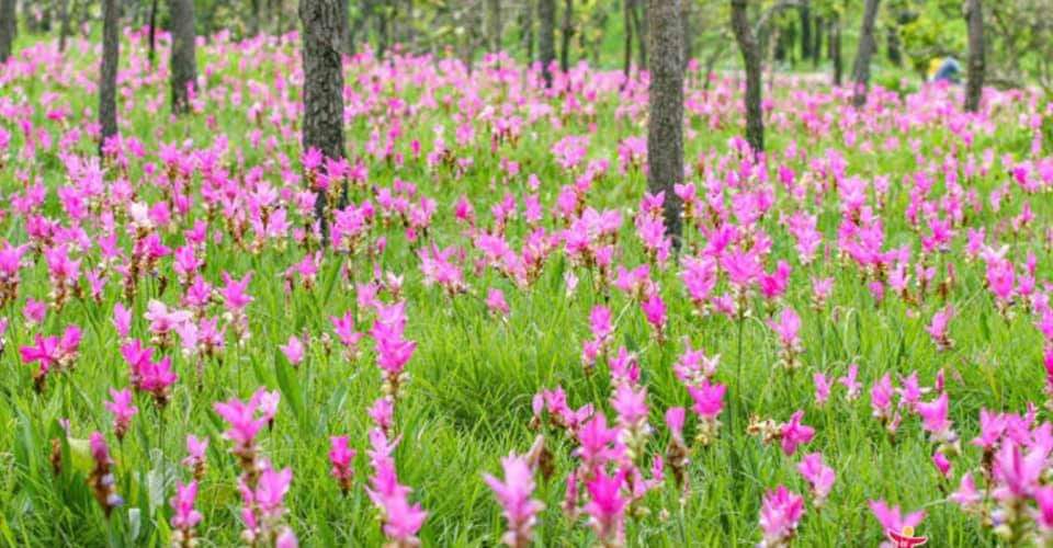 (20หัว)(ขาย หัวพันธุ์) ดอก ต้น หัว เหง้า กระเจียวประทุมมา สีชมพู สี ชมพู กระเจียว ประทุมมา กระเจียวสีชมพู ต้นกระเจียว