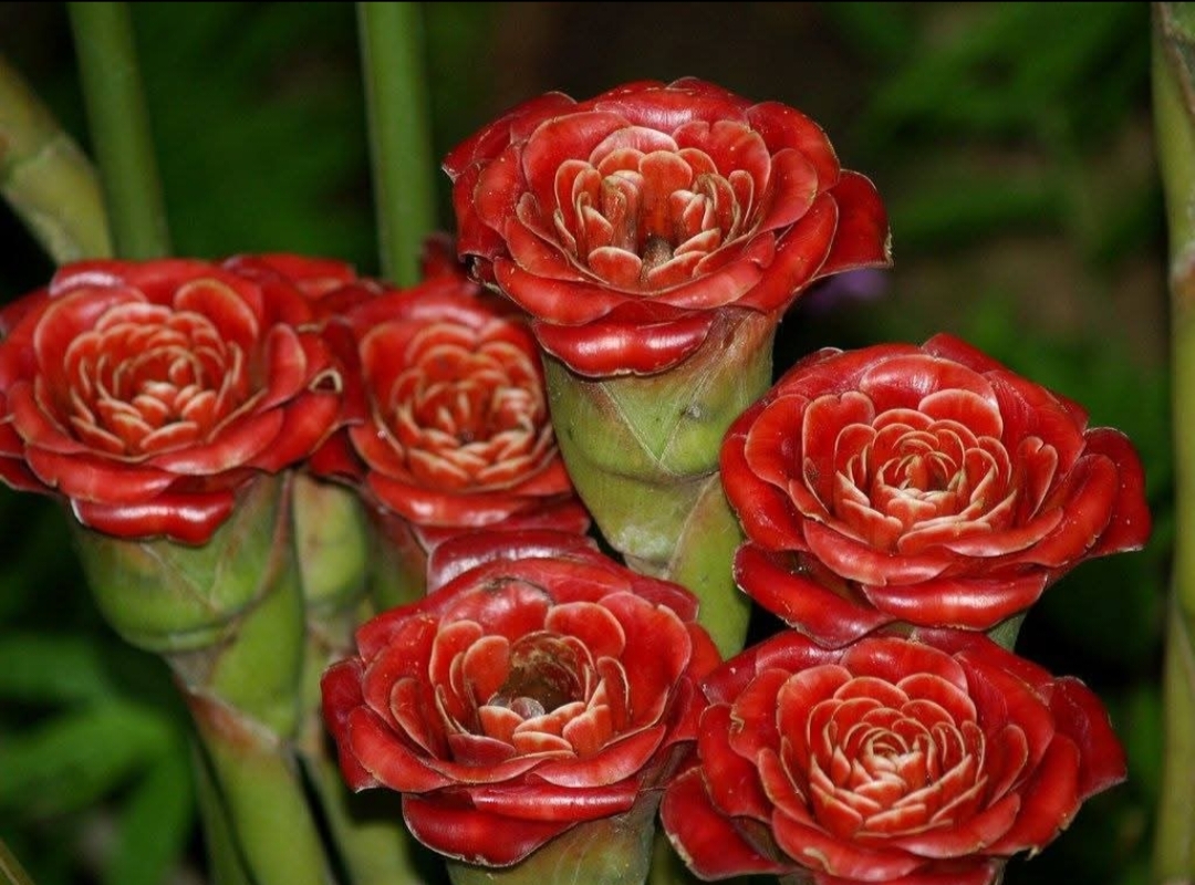 ดอก ต้น หน่อ เหง้า ดาหลา ดาหลากุหลาบ สยาม ต้นดาหลา ดอกดาหลา กาหลากุหลาบ สีแดง Siam rose Rose of Siam torch ginger / Sao 2