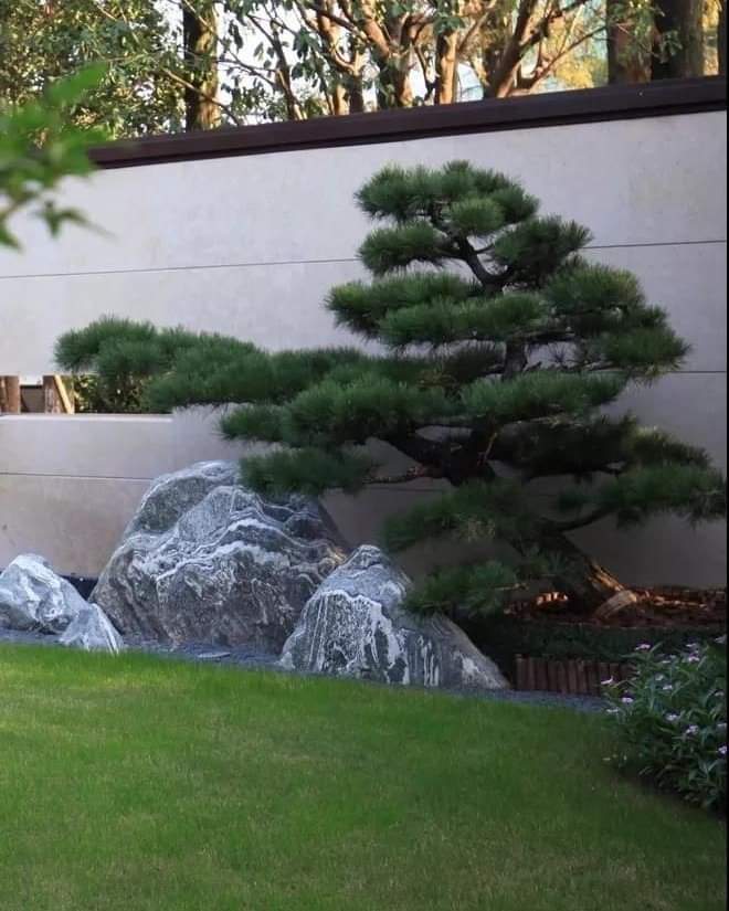 (1ต้น) ต้น ต้นสน Pinus kesiya สนสามใบ หรือ เกี๊ยะแดง สน ต้นสนสามใบ ทษณน สำเนา