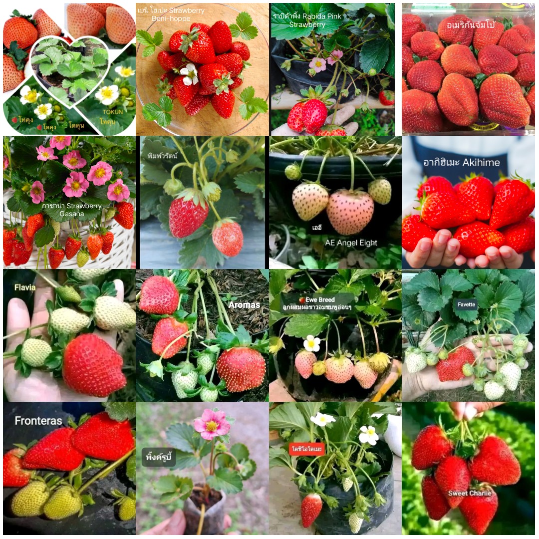 มี 17 สายพันธุ์ ต้น สตอเบอรี่ ต้นสตอเบอรี่ strawberry tree อากิฮิเมะ Akihime Aromas AE Angel Eight fronteras พิมพ์วรัตน์ พิ้งค์รูบี้ กาซาน่า Gasana Favette สวีทชาลี sweetcharlie Flavia from Italy Eweebreed แพรวา ดอกชมพู ราบิด้าพิ้ง Rabida Pink อเมริกันจัม
