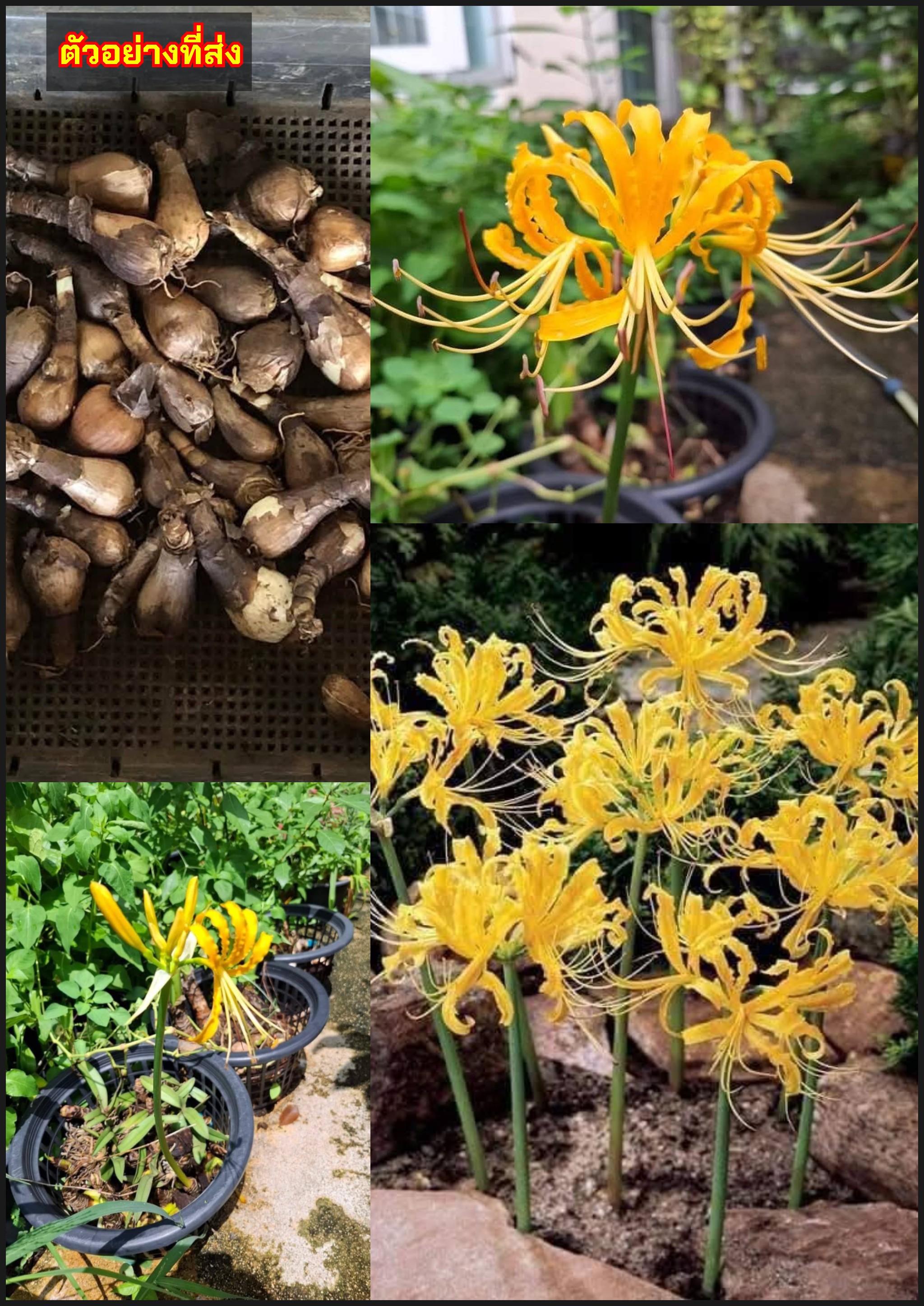 หัว ฮิกังบานะ พลับพลึงแมงมุม บัวดินญี่ปุ่น หัวลิลลี่แมงมุม Higanbana yellow Spider Lily ดอกสีเหลือง / tikarus