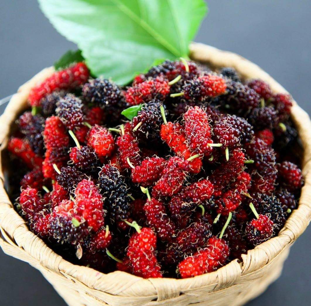 (9ขวด) น้ำลูกหม่อน สกัด 100% มัลเบอรี่ mulberry ตรา ลุงโจ บำรุงสุขภาพ