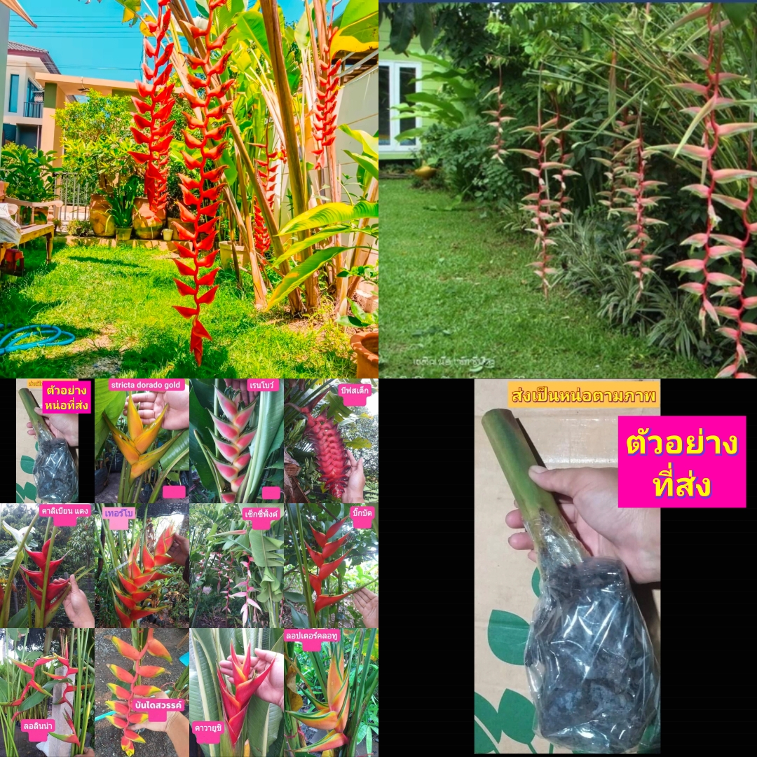 มี 13 สายพันธุ์ ให้เลือก ต้น หน่อ เหง้า เฮลิโคเนีย Heliconia เอ็กเซลซ่า excelsa คานารี่ สีเหลือง canari yellow คาลิเบียน Caribea โมเกน่า โปเกน่า bourgeana แอนโดรมีดา Andromeda ธรรมรักษา ก้ามกุ้ง เทมเพลส temptress เปโดร ออทิซ Pedro Ortiz คอลลินเซียน่า coll