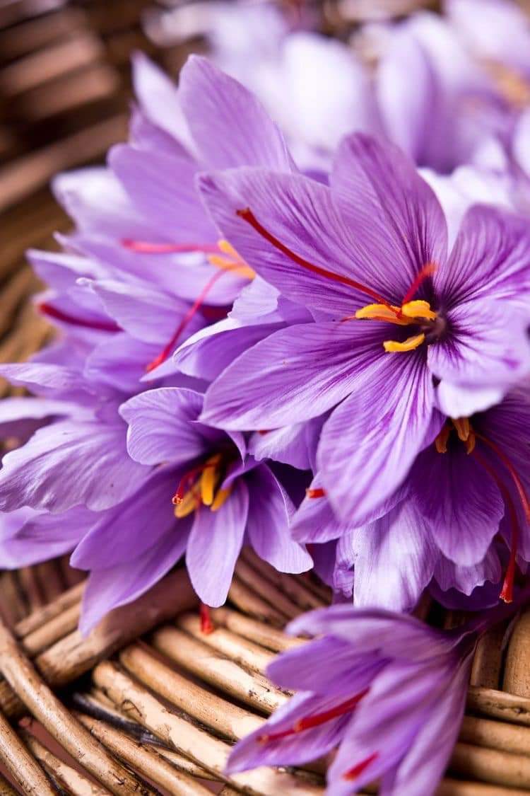 (1หัว) หญ้าฝรั่น หญ้า ฝรั่น ( ฝะหรั่น ) หรือเรียกว่า Saffron Crocus / ศรัณย์รักษ์